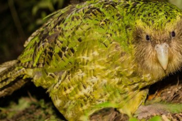 KAKAPO, il pappagallo più grande (e goffo) del mondo in via di estinzione